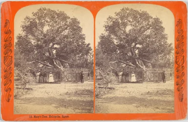 Marys Baum. Heliopolis, Ägypten.